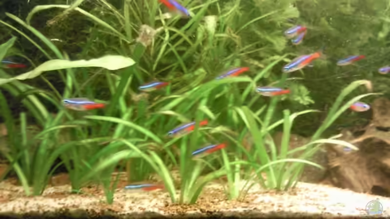 Besatz im Aquarium Skalar-Traum aufgelöst von ~Danny~ (46)