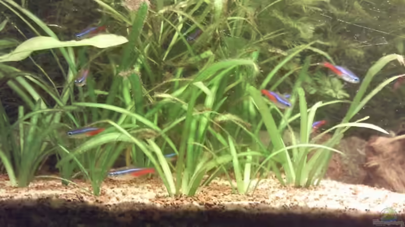 Besatz im Aquarium Skalar-Traum aufgelöst von ~Danny~ (47)