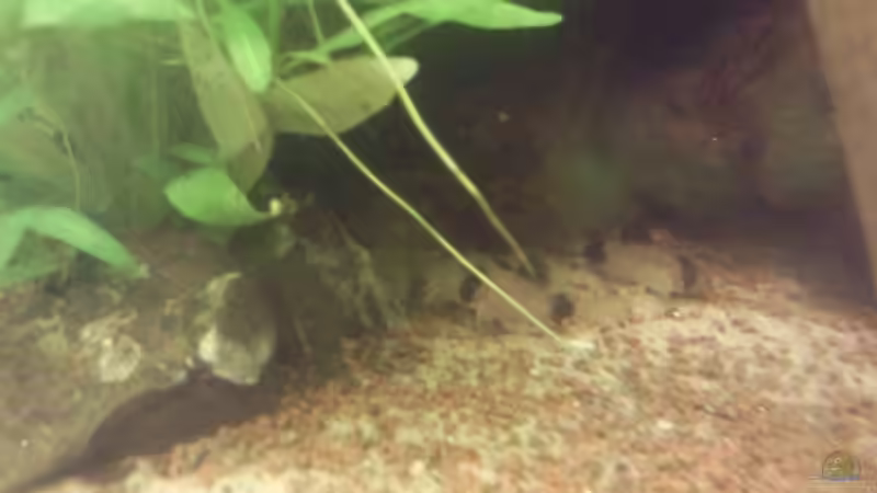 Besatz im Aquarium Skalar-Traum aufgelöst von ~Danny~ (49)