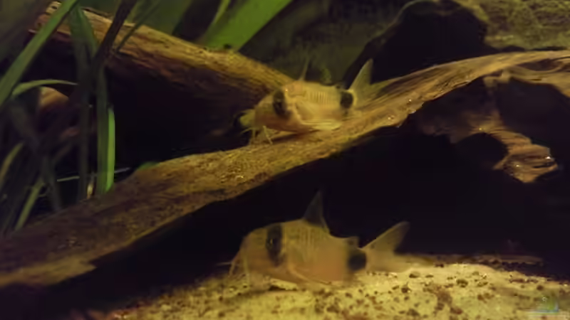 Besatz im Aquarium Skalar-Traum aufgelöst von ~Danny~ (50)