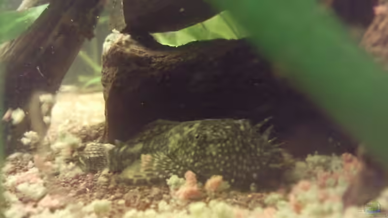 Besatz im Aquarium Skalar-Traum aufgelöst von ~Danny~ (55)