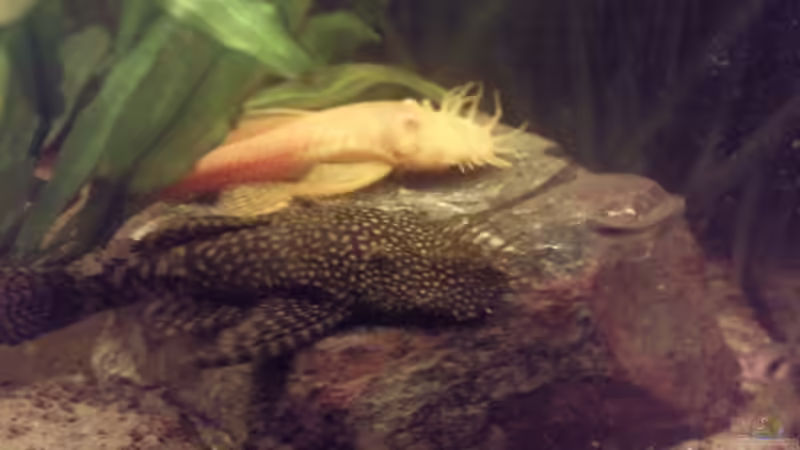 Besatz im Aquarium Skalar-Traum aufgelöst von ~Danny~ (56)