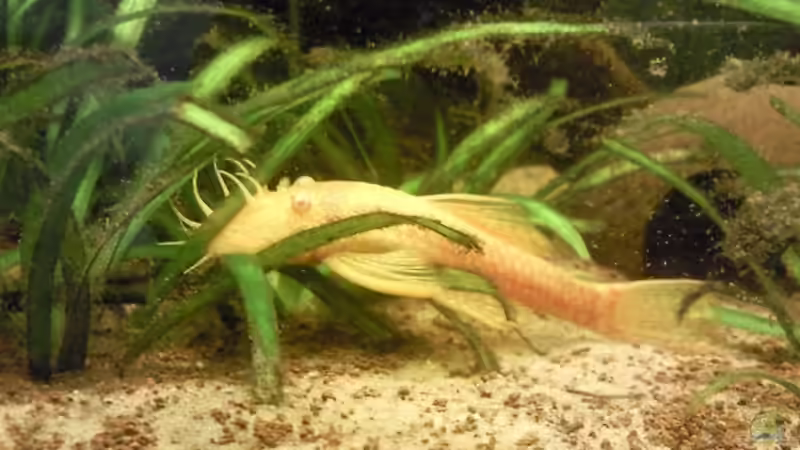 Besatz im Aquarium Skalar-Traum aufgelöst von ~Danny~ (58)