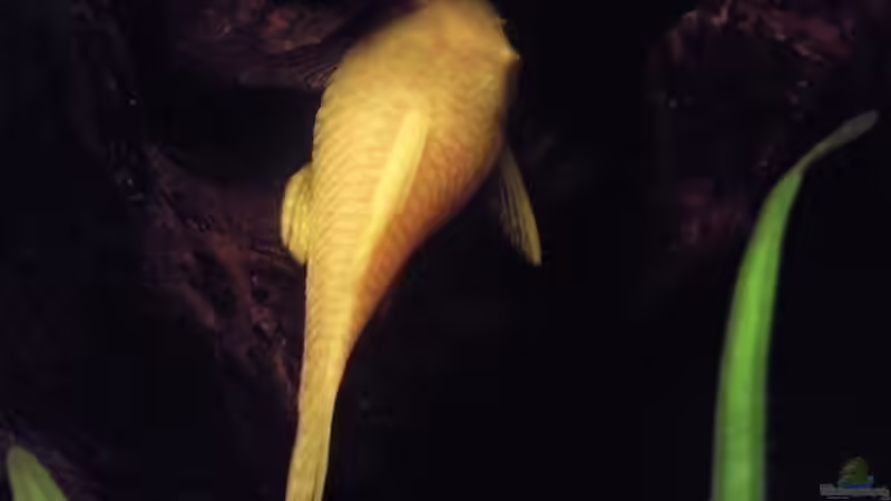 Besatz im Aquarium Skalar-Traum aufgelöst von ~Danny~ (59)