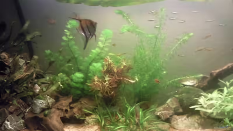 Besatz im Aquarium Skalar-Traum aufgelöst von ~Danny~ (61)