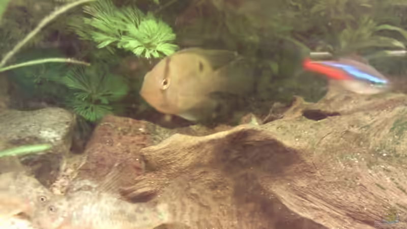 Besatz im Aquarium Skalar-Traum aufgelöst von ~Danny~ (62)