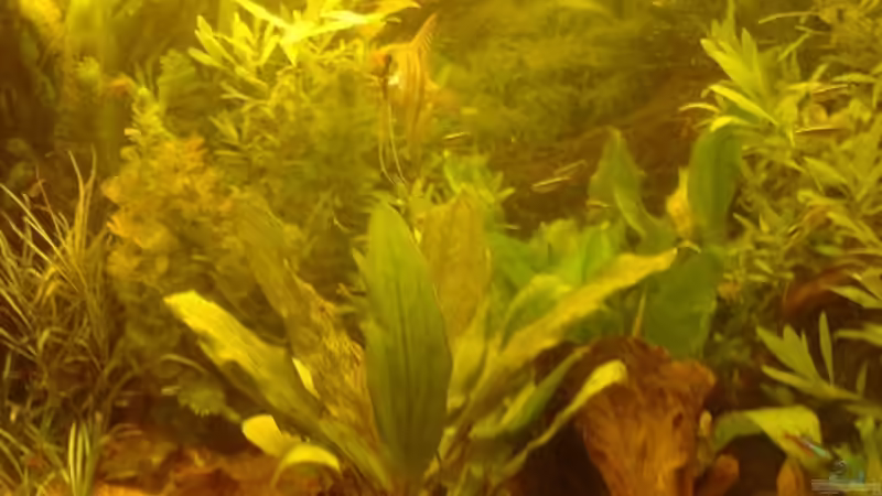 Besatz im Aquarium Skalar-Traum aufgelöst von ~Danny~ (66)