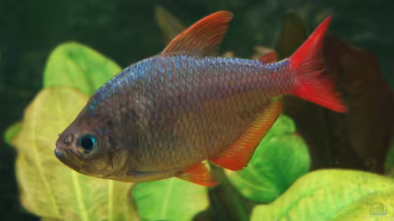 Besatz im Aquarium Skalarbecken aufgelöst! von Lukas &gt;&lt;°&gt; (13)