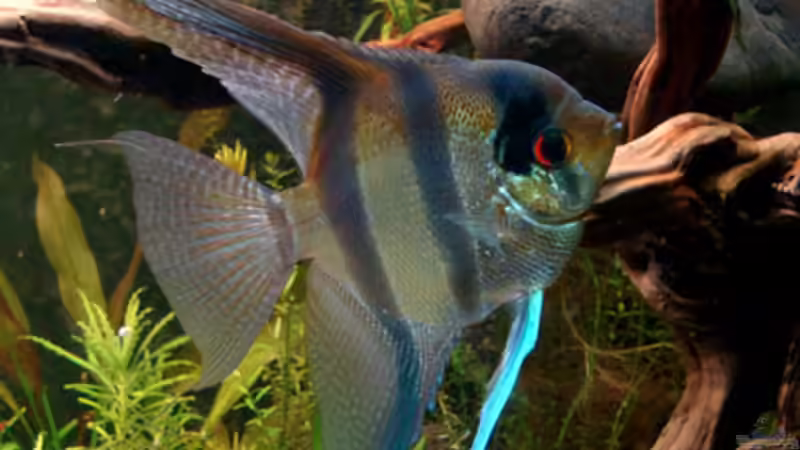 Besatz im Aquarium Skalarbecken aufgelöst! von Lukas &gt;&lt;°&gt; (15)