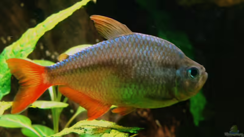 Besatz im Aquarium Skalarbecken aufgelöst! von Lukas &gt;&lt;°&gt; (7)