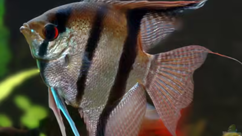 Besatz im Aquarium Skalarbecken aufgelöst! von Lukas &gt;&lt;°&gt; (8)