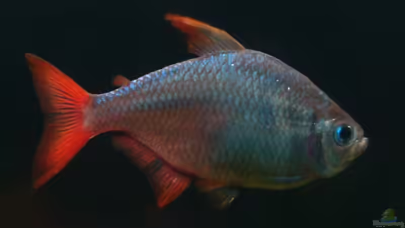 Besatz im Aquarium Skalarbecken aufgelöst! von Lukas &gt;&lt;°&gt; (9)