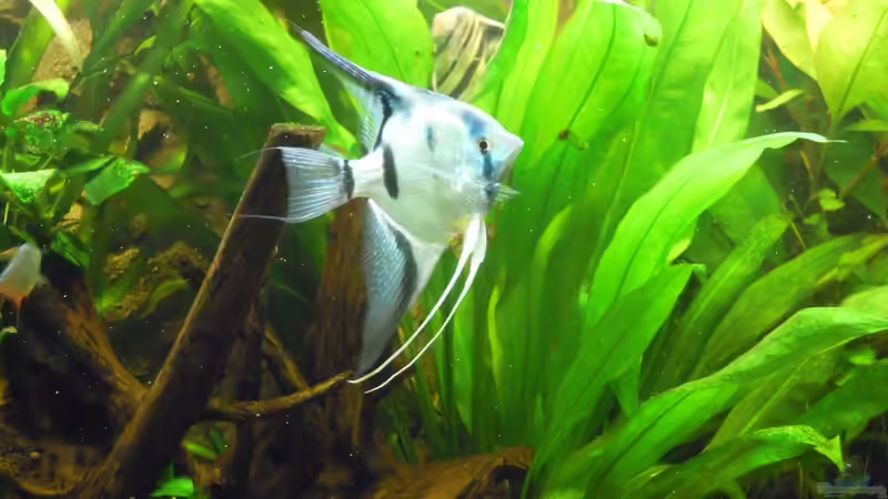 Besatz im Aquarium Skalarbecken von Stephan Winter (9)