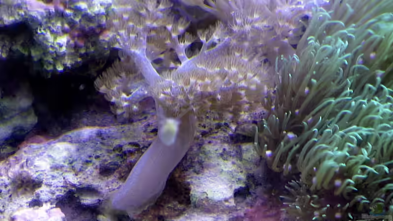 Besatz im Aquarium Small Blue reef von Maclya (11)