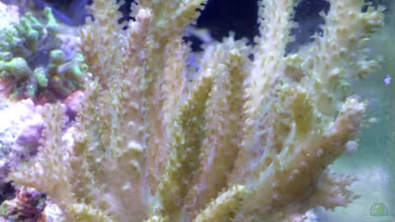 Besatz im Aquarium Small Blue reef von Maclya (16)