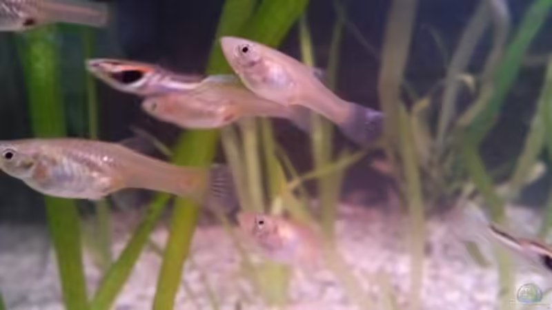 Besatz im Aquarium Snake skin Endler Aquarium von Lukas Szewczyk (11)