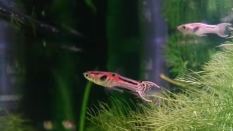 Besatz im Aquarium Snake skin Endler Aquarium von Lukas Szewczyk (13)