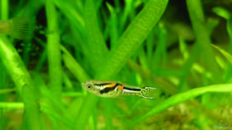 Besatz im Aquarium Snake skin Endler Aquarium von Lukas Szewczyk (15)