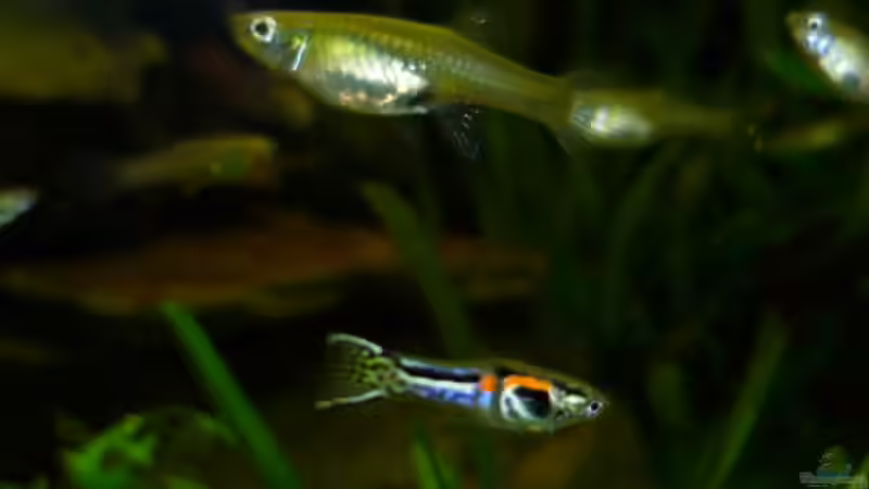 Besatz im Aquarium Snake skin Endler Aquarium von Lukas Szewczyk (16)