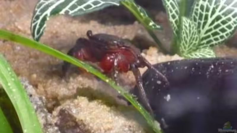 Besatz im Aquarium So nicht mehr vorhanden von Robert (5)