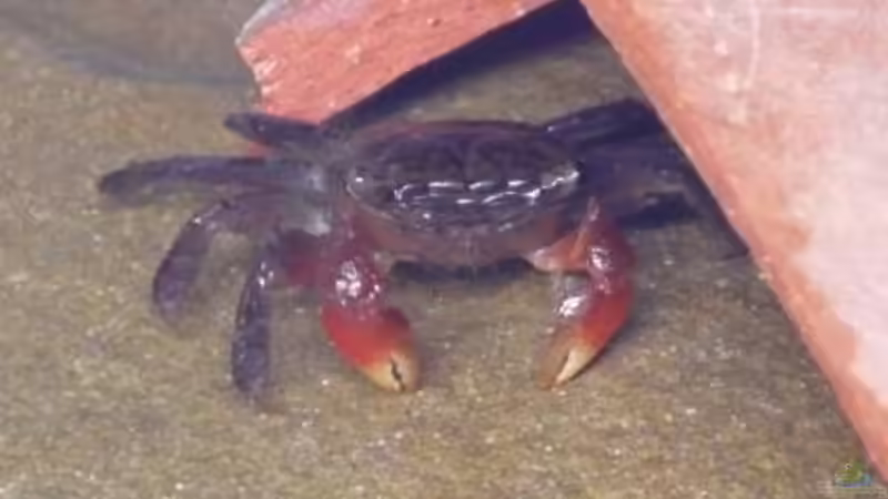 Besatz im Aquarium So nicht mehr vorhanden von Robert (6)