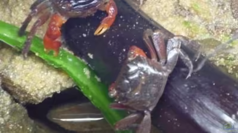 Besatz im Aquarium So nicht mehr vorhanden von Robert (7)