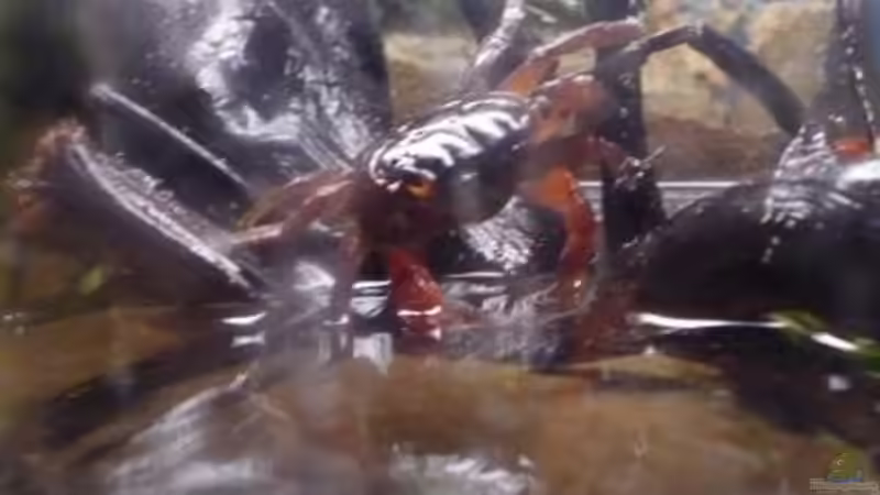 Besatz im Aquarium So nicht mehr vorhanden von Robert (8)