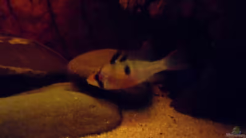 Besatz im Aquarium Some Tea Colored Water von Jabbery (12)