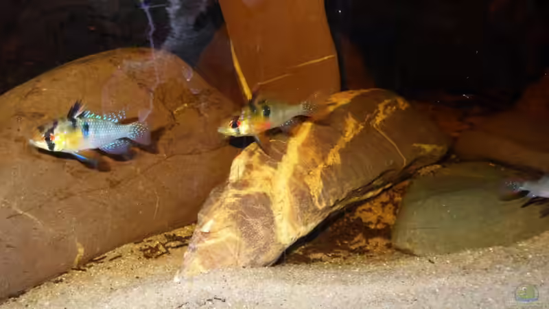 Besatz im Aquarium Some Tea Colored Water von Jabbery (5)