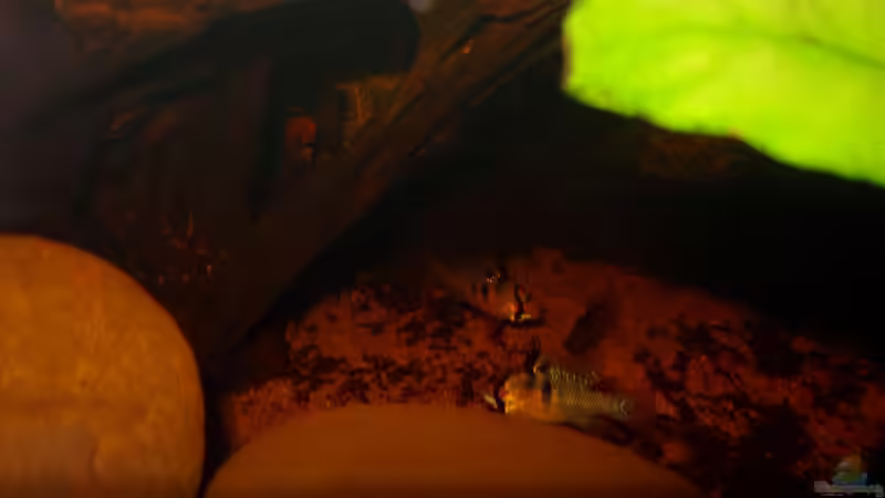 Besatz im Aquarium Some Tea Colored Water von Jabbery (6)