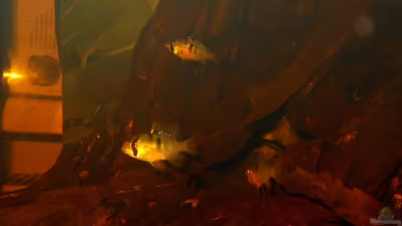 Besatz im Aquarium Some Tea Colored Water von Jabbery (8)