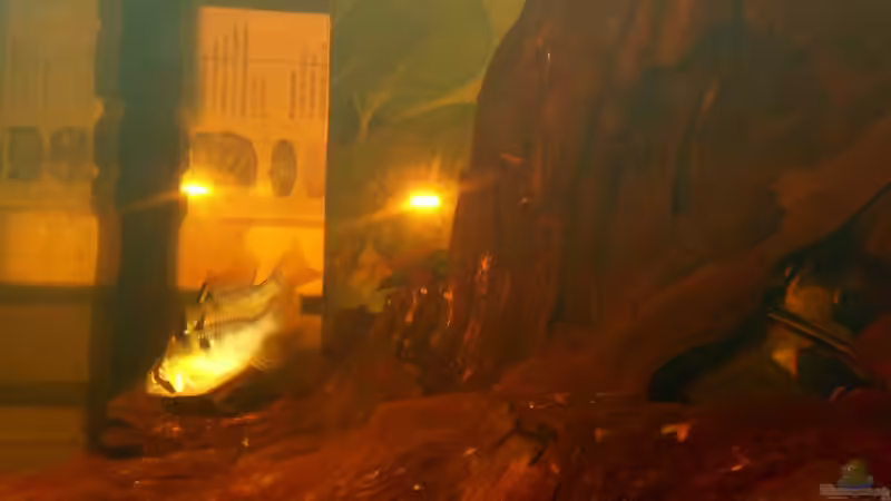 Besatz im Aquarium Some Tea Colored Water von Jabbery (9)