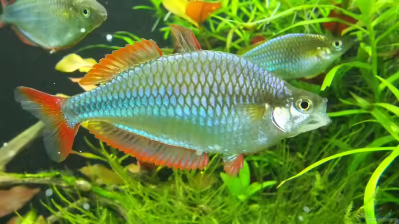 Besatz im Aquarium Somewhere....(Nicht mehr aktuell) von axolotl (43)