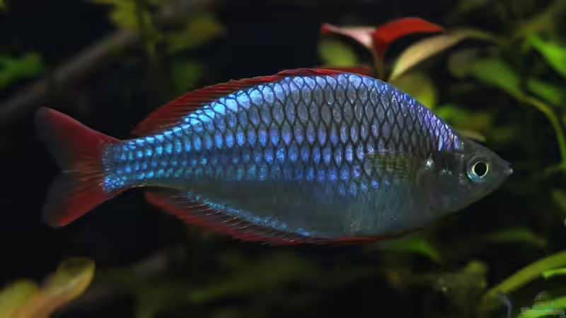 Besatz im Aquarium Somewhere....(Nicht mehr aktuell) von axolotl (45)