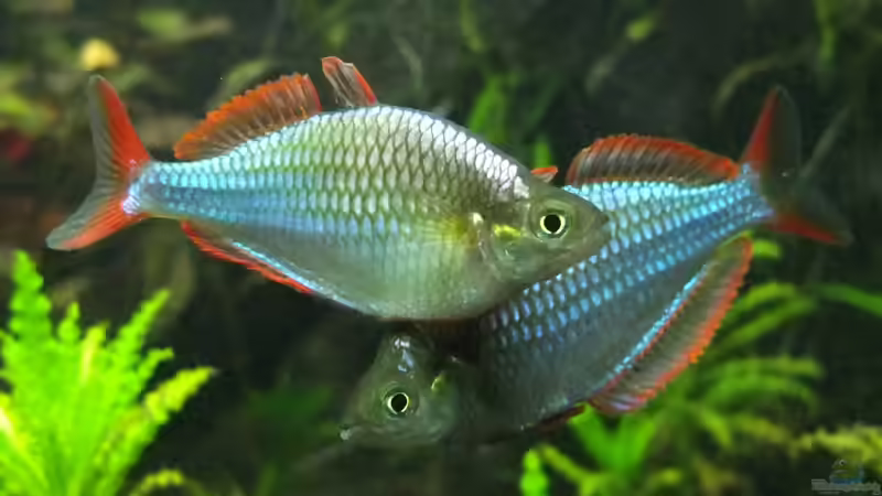 Besatz im Aquarium Somewhere....(Nicht mehr aktuell) von axolotl (46)