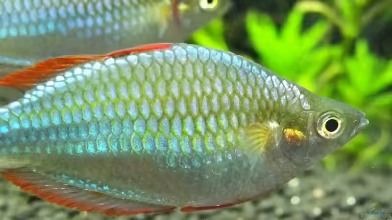 Besatz im Aquarium Somewhere....(Nicht mehr aktuell) von axolotl (47)