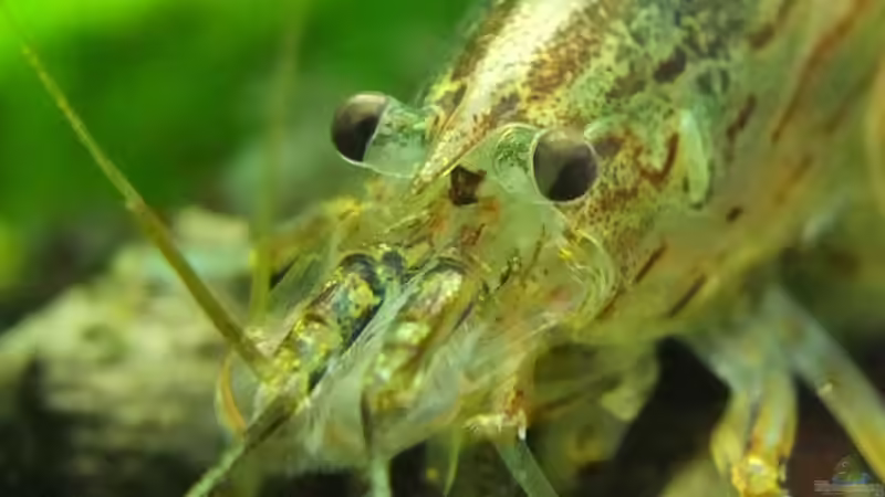 Besatz im Aquarium Somewhere....(Nicht mehr aktuell) von axolotl (51)