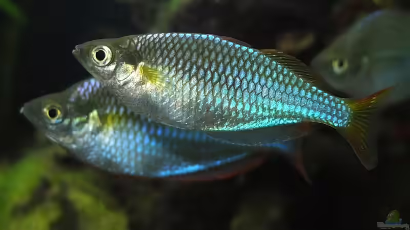 Besatz im Aquarium Somewhere....(Nicht mehr aktuell) von axolotl (52)