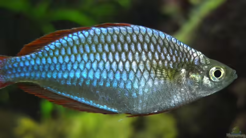 Besatz im Aquarium Somewhere....(Nicht mehr aktuell) von axolotl (53)