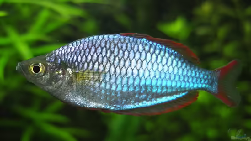 Besatz im Aquarium Somewhere....(Nicht mehr aktuell) von axolotl (54)