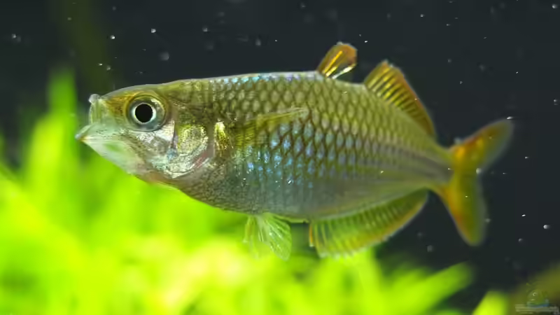 Besatz im Aquarium Somewhere....(Nicht mehr aktuell) von axolotl (55)