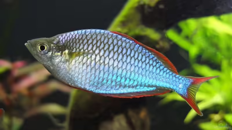 Besatz im Aquarium Somewhere....(Nicht mehr aktuell) von axolotl (56)