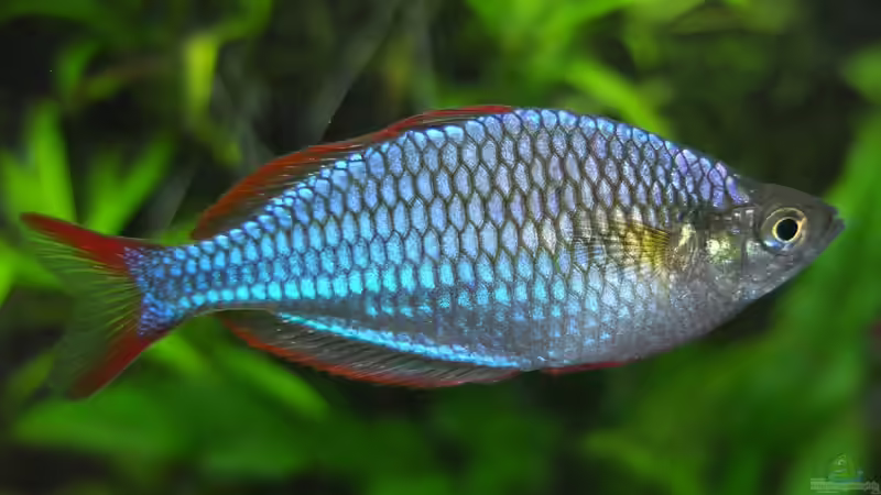 Besatz im Aquarium Somewhere....(Nicht mehr aktuell) von axolotl (58)