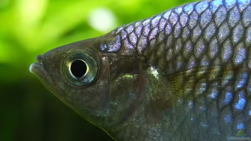 Besatz im Aquarium Somewhere....(Nicht mehr aktuell) von axolotl (62)
