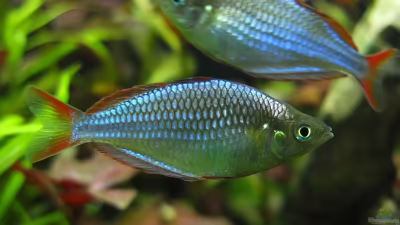 Besatz im Aquarium Somewhere....(Nicht mehr aktuell) von axolotl (63)