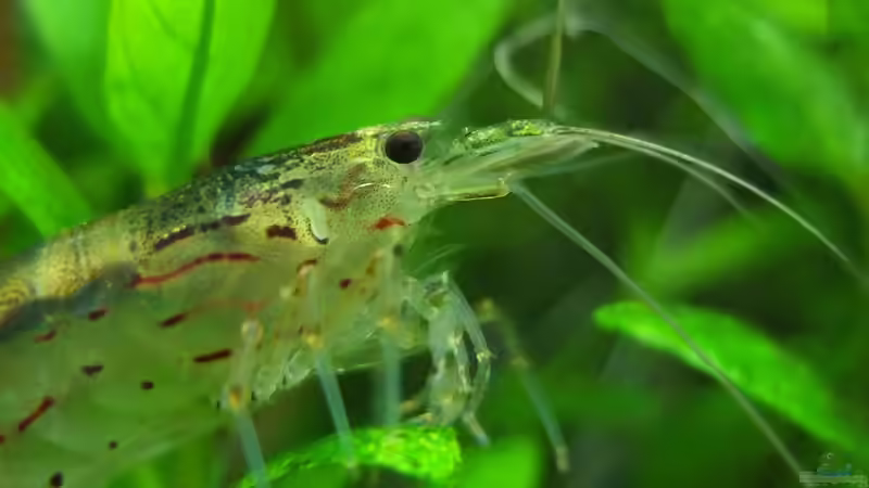 Besatz im Aquarium Somewhere....(Nicht mehr aktuell) von axolotl (64)