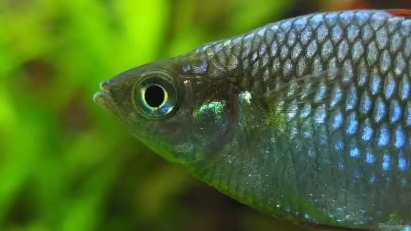 Besatz im Aquarium Somewhere....(Nicht mehr aktuell) von axolotl (67)