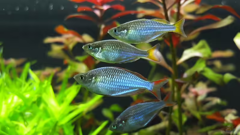 Besatz im Aquarium Somewhere....(Nicht mehr aktuell) von axolotl (68)