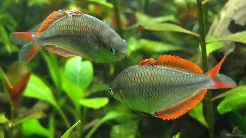 Besatz im Aquarium Somewhere....(Nicht mehr aktuell) von axolotl (70)