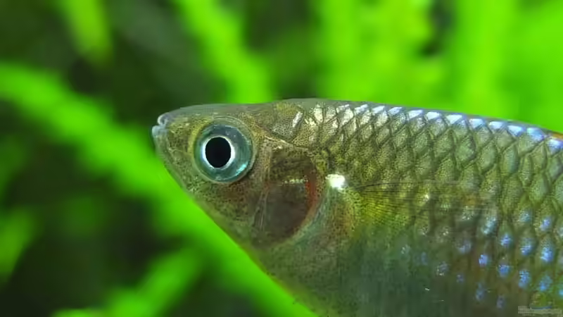 Besatz im Aquarium Somewhere....(Nicht mehr aktuell) von axolotl (71)